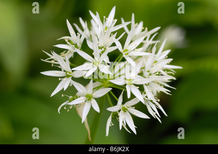 Ramsons or Wild garlic, allium ursinum, Fleet Valley, Dumfries & Galloway, Scotland Stock Photo