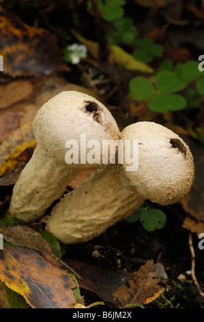 Common Puffball fungus, lycoperdon perlatum, after releasing its spores, Fleet Valley, Dumfries & Galloway Stock Photo