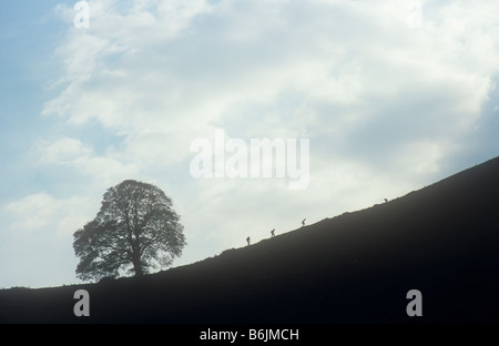 Silhouette of steep hill with tree at its base with three tiny figures making their way up whilst a sheep watches them Stock Photo