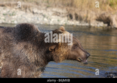 Grizzly bear, Ursus arctos, shaking off water after swimming in river Stock Photo