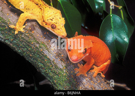 New Caledonia Crested Geckos, Rhacodactylus ciliatus, Native to New Caledonia Stock Photo