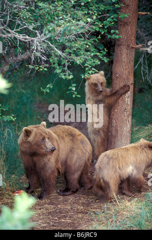 Alaska, Katmai National Park Grizzly cubs in woods by spruce tree