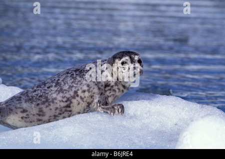 NA, USA, Alaska, Southeast Alaska, Le Conte Glacier, Harbor seal pup on ice Stock Photo