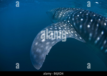 Djibouti, Bay of Tadjourah. A Whale Shark (Rhincodon typus)  swims near the surface in the Bay of Tadjourah. Stock Photo