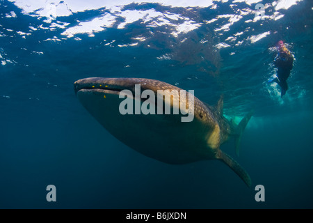 Djibouti, Bay of Tadjourah. A Whale Shark (Rhincodon typus) swims near the surface accompanied by a snorkeller Stock Photo
