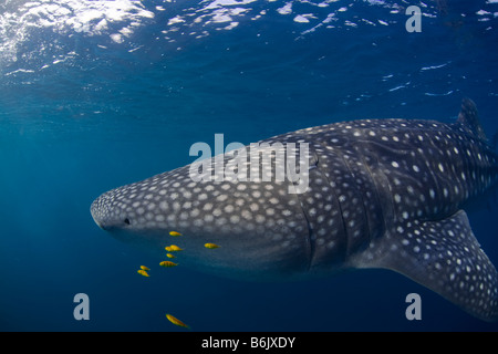 Djibouti, Bay of Tadjourah. A Whale Shark (Rhincodon typus)  swims near the surface in the Bay of Tadjourah. Stock Photo