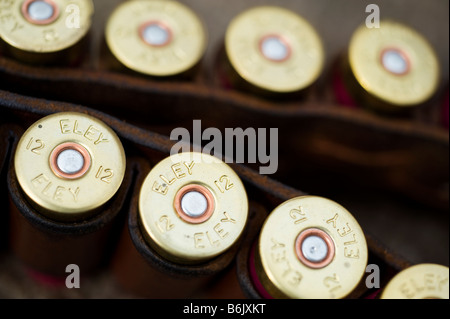 England. 12 bore shotgun cartridges in a cartridge belt Stock Photo