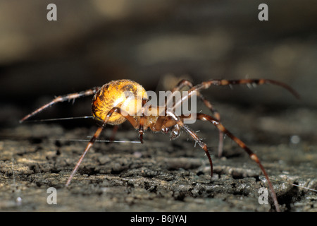 European Cave Spider, Cave Orbweaver (Meta menardi) Stock Photo