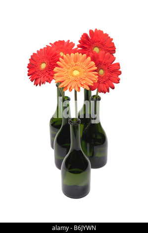Group of gerberas on a white background Stock Photo