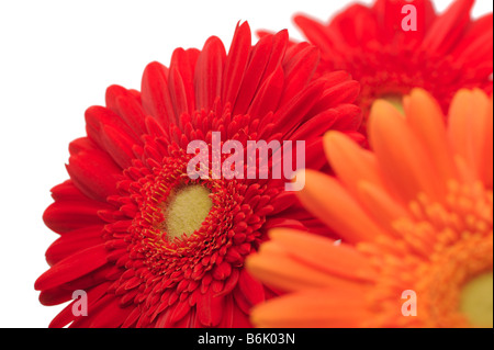 Three gerberas on a white background close up shot Stock Photo