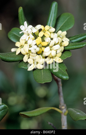 Karo (Pittosporum crassifolium), flowering twig Stock Photo