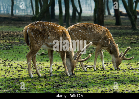 close up of a beautiful deer in the forest Stock Photo