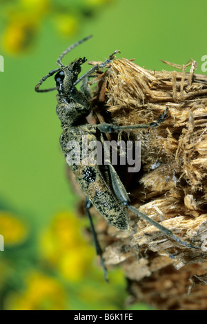 Black-spotted Longhorn Beetle (Rhagium mordax) on decaying wood