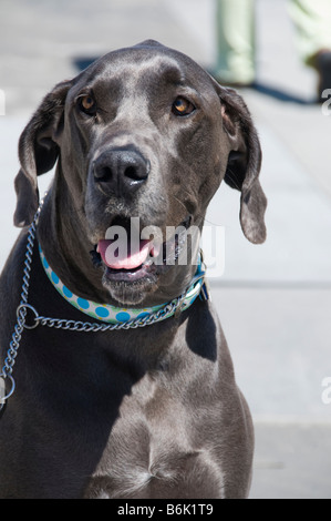 Black Labrador Retriever wearing a dog collar Stock Photo
