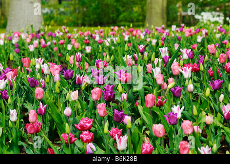 beautiful garden of colorful flowers in spring keukenhof The Netherlands Stock Photo