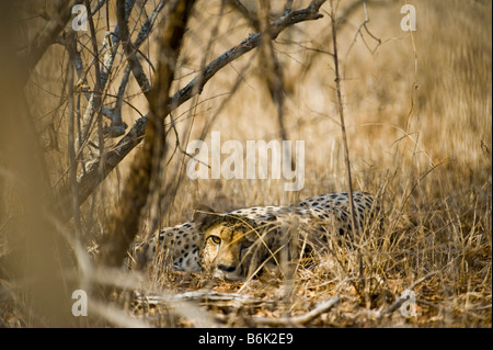 WILDLIFE wild cheetah gepard Acinonyx jubatus lay lying in shade look looking male perfectly camouflaged camouflage bush bushlan Stock Photo