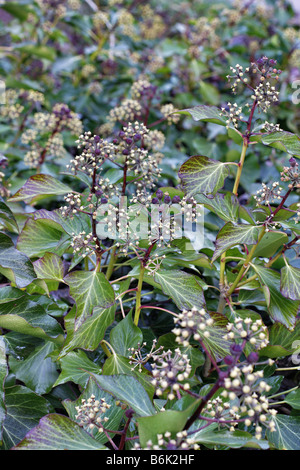 HEDERA HELIX IVY FLOWERS AND SETS SEEDS IN WINTER TAKEN DECEMBER Stock Photo