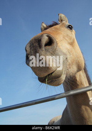 Funny looking horse smiling close up on farm Stock Photo - Alamy