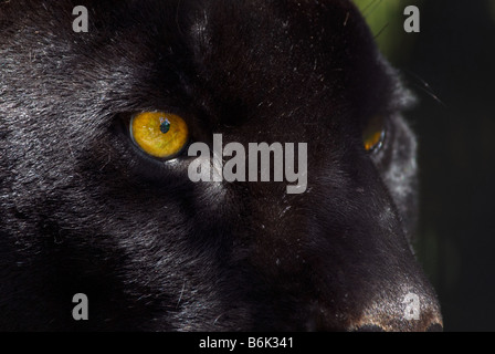 close up of a beautiful black panther