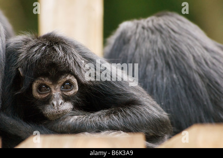 Colombian Black Spider Monkey Ateles fusciceps robustus Stock Photo