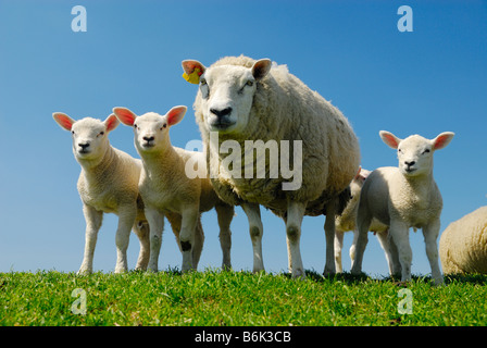 curious lambs and mother sheep looking at the camera in spring Stock Photo