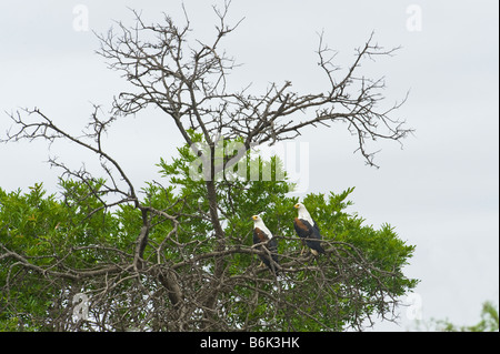 African fish eagles eagle pair couple two 2 Haliaeetus vocifer sitting on branch tree south-africa  woodland ambience wildlife w Stock Photo