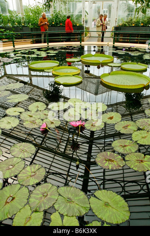 Royal Botanic Gardens Kew in Richmond London England Waterlily house. Nymphaea and Victoria regia Stock Photo