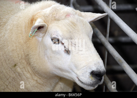 Portrait of penned Texel ram with identification ear tags Stock Photo