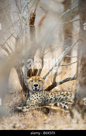 WILDLIFE wild cheetah gepard Acinonyx jubatus lay lying in shade male perfectly camouflaged camouflage bush bushland savannah di Stock Photo