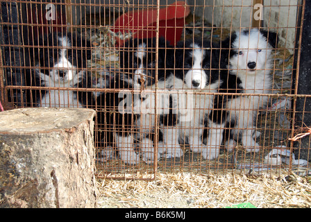 Litter of  four young collie sheepdog puppies look out from behind wire enclosure on farm Stock Photo