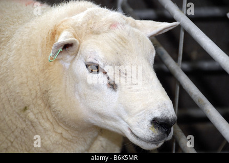 Portrait of penned Texel ram with identification ear tags Stock Photo