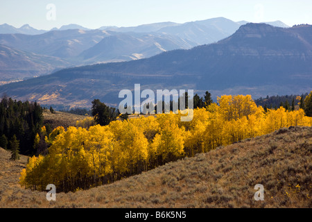 Aspen trees in fall color on the Beartooth Scenic Byway Rt 212 crosses Beartooth Pass 10,947. Stock Photo