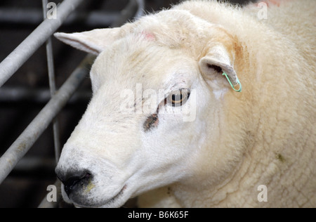 Head portrait of penned Texel ram with ear identification tag Stock Photo