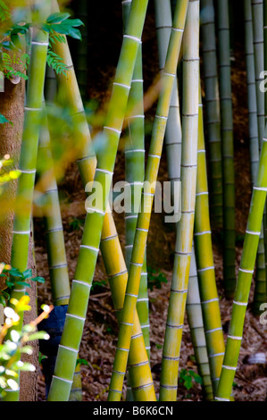 A bamboo forest in Kyoto, Japan. Stock Photo