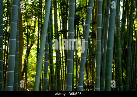 A bamboo forest in Kyoto, Japan. Stock Photo