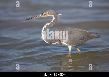 A Tricolored Heron stalks fish at Little Estero Lagoon, Fort Myers, Florida Stock Photo