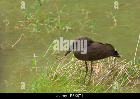 hammerkop south-africa Hammerkop hammerhead bird Scopus umbretta sitting at waterhole pond lake river woodland ambience fishing Stock Photo