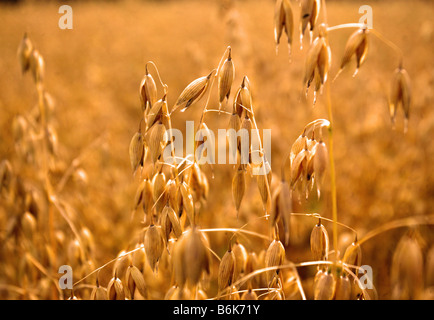 oat grain close up Stock Photo