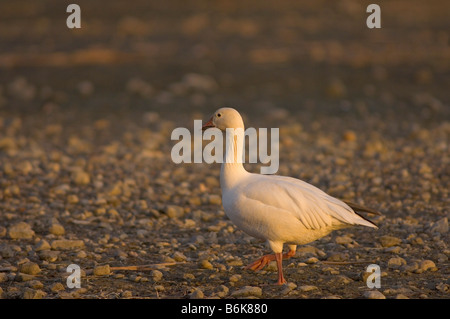 snow goose Chen caerulescens adult walks along a beach in springtime wintering outside Los Angeles California Stock Photo