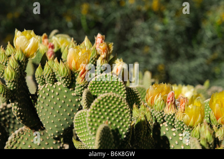 Yellow prickly pear cactus flowers Stock Photo