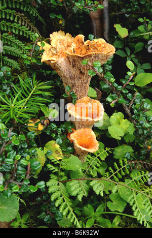 Wooly chanterelles grow in the forest of Konglema Danda, Khumbu district, Nepal Stock Photo
