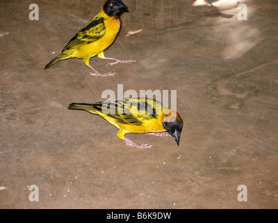 Yellow-backed weaver birds (ploceus melanocephalus) eating rice on the ground Stock Photo