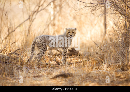 WILDLIFE wild cheetah gepard young baby infant cub Acinonyx jubatus stand standing southafrica south-afrika wilderness south afr