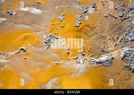 Thermopile bacterial mat