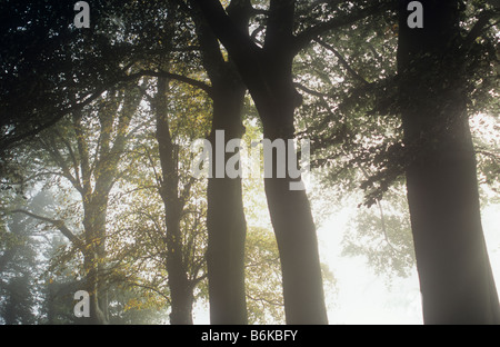 Sun breaking through fog to backlight trunks and remaining leaves of Common beech trees and single Small-leaved lime tree Stock Photo