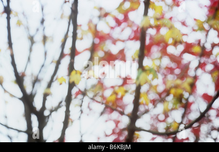 Impressionistic view of branches and few remaining yellow leaves of Field maple and red leaves of Guelder rose Stock Photo