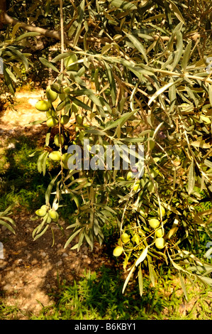 Olives growing at Restaurant and garden near Agrigento in Sicily, Italy Stock Photo