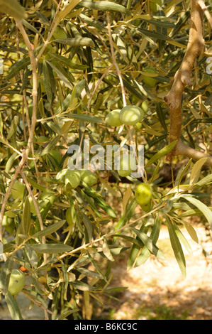 Olives growing at Restaurant and garden near Agrigento in Sicily, Italy Stock Photo