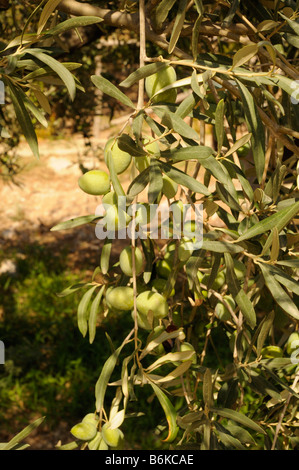 Olives growing at Restaurant and garden near Agrigento in Sicily, Italy Stock Photo