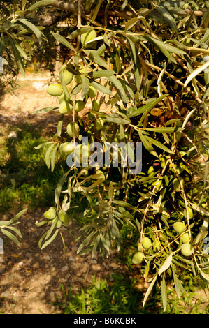 Olives growing at Restaurant and garden near Agrigento in Sicily, Italy Stock Photo